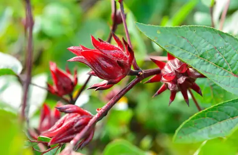 Flor de jamaica en la planta, todavía sin cosechar